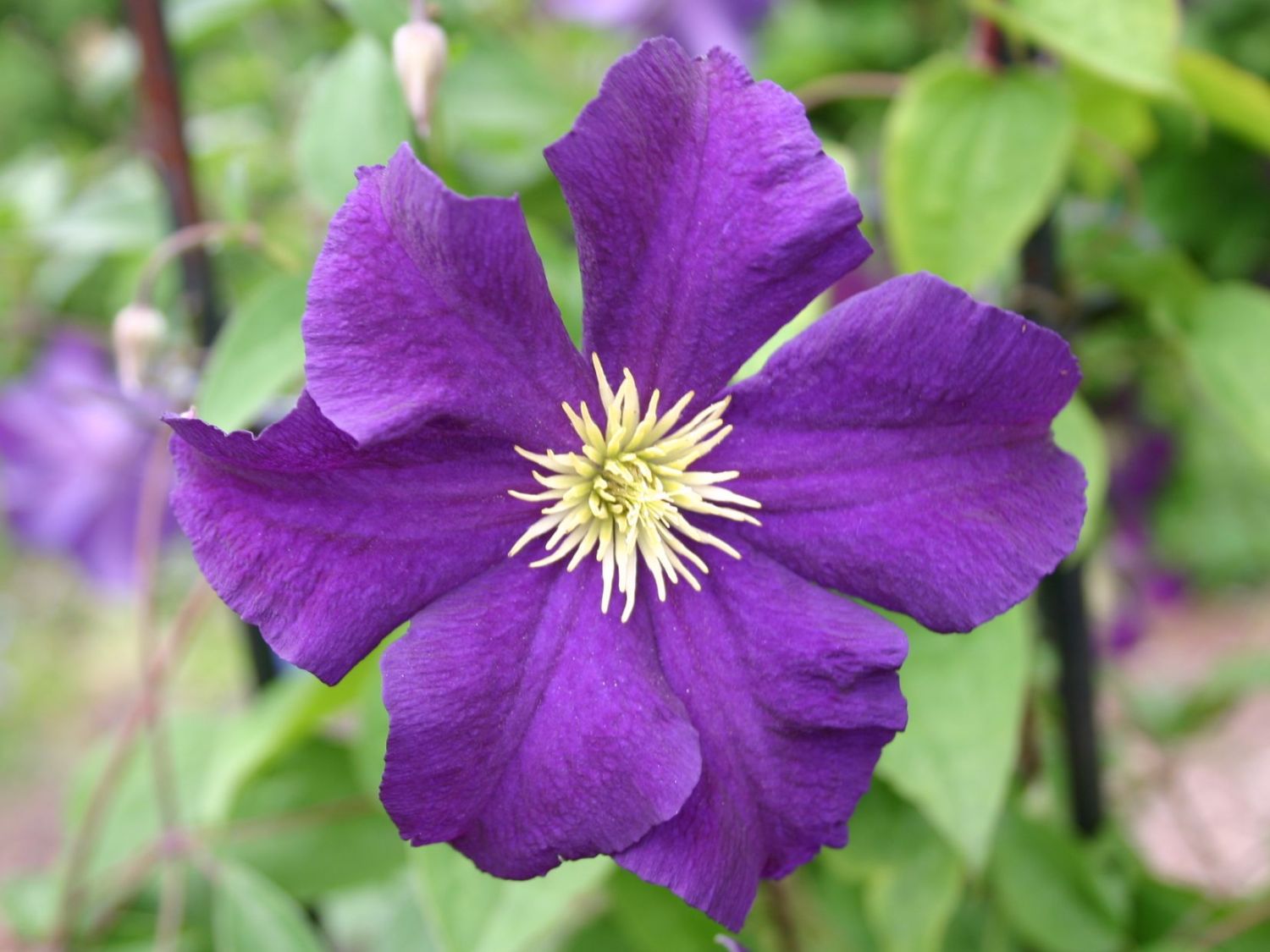 Clematis viticella 'Viola'